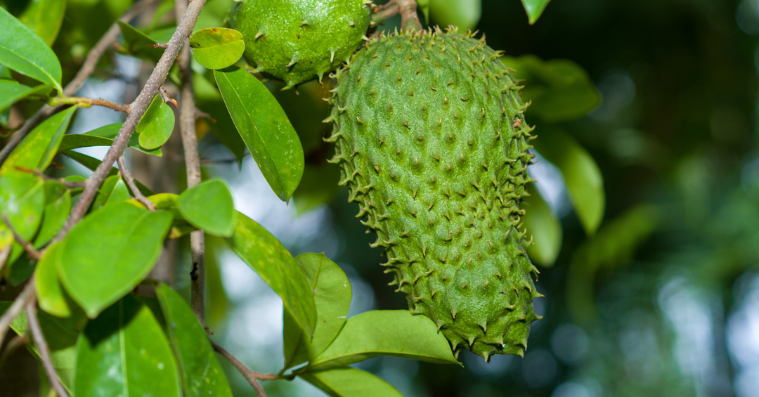 The Wonder of Guanabana: Nature’s Anti-Aging Powerhouse